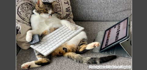 Monthly Giving So Easy Your Pet Could Do It